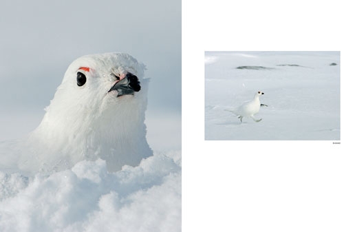 Varesvuo, Markus: Selviytyjät - lumen ja jään linnut